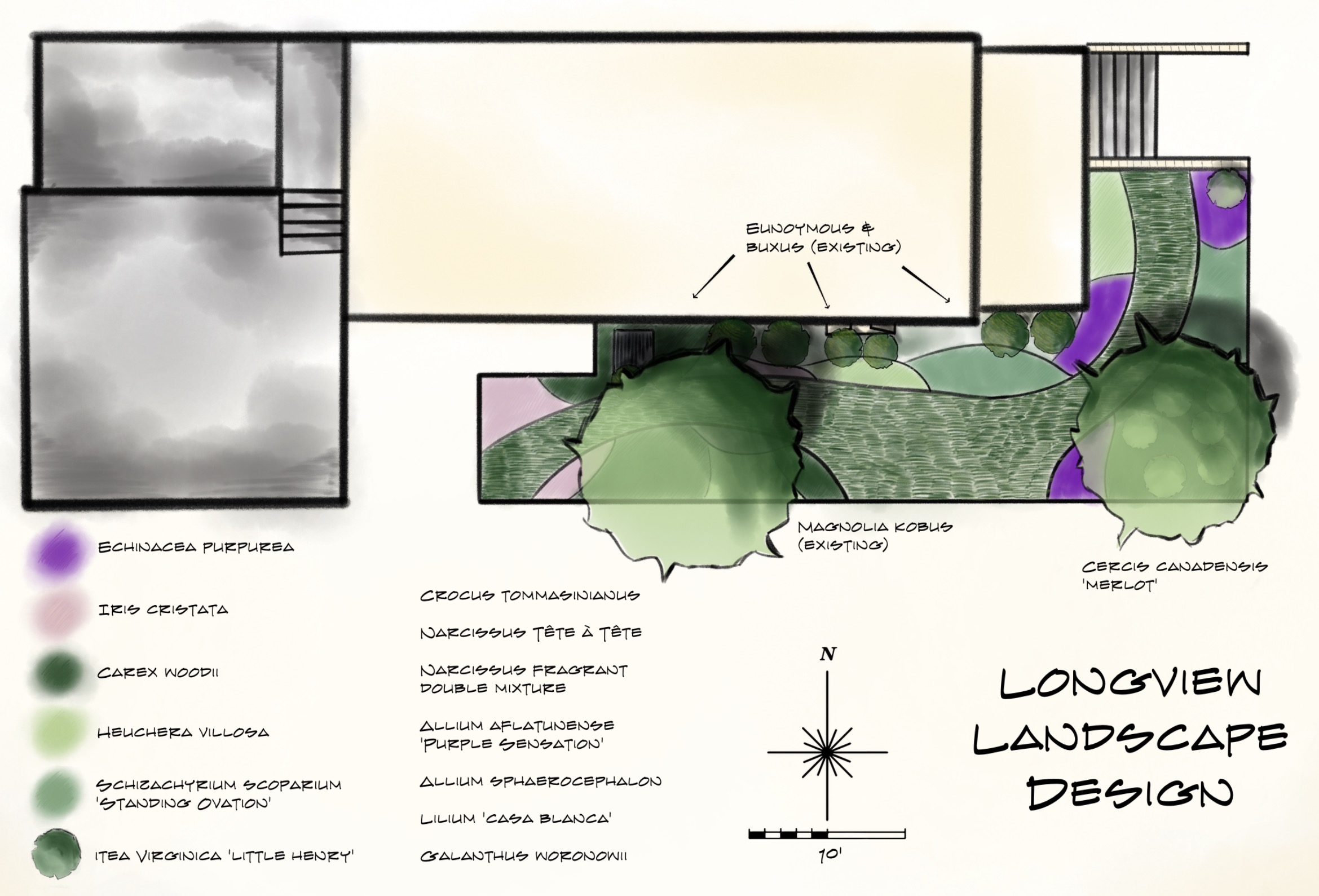 Hand-drawn planting plan for a Washington, DC garden