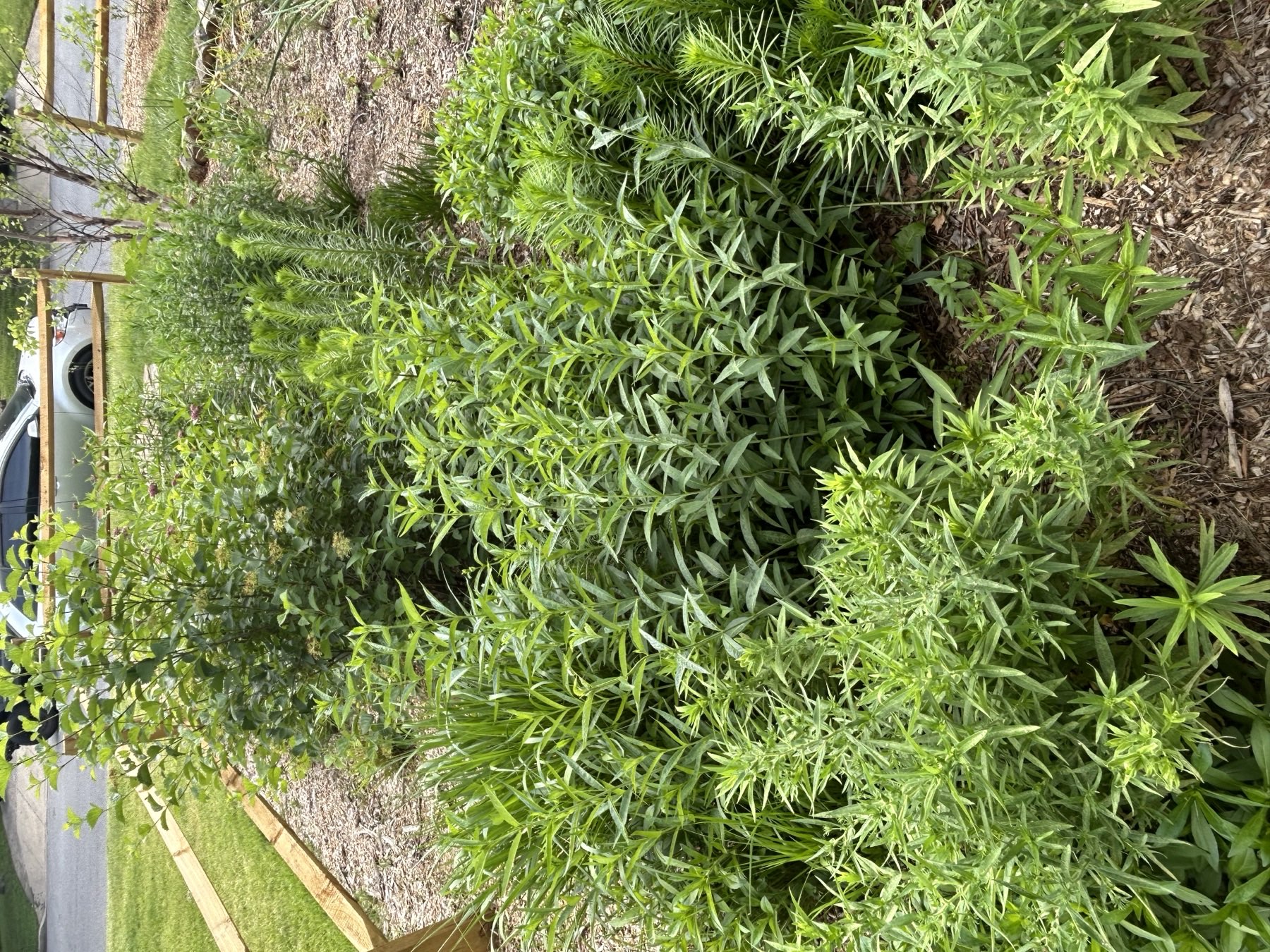 Wide view of the rain garden at 18 months