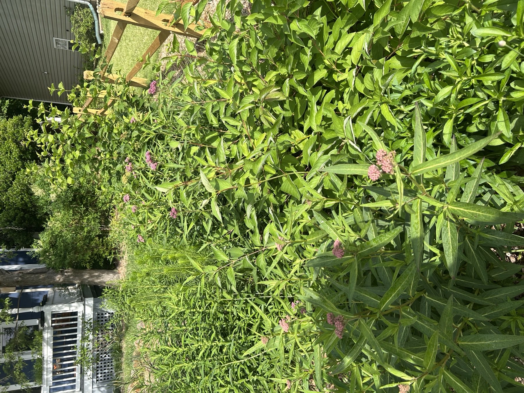 The rain garden eighteen months later, fully grown in