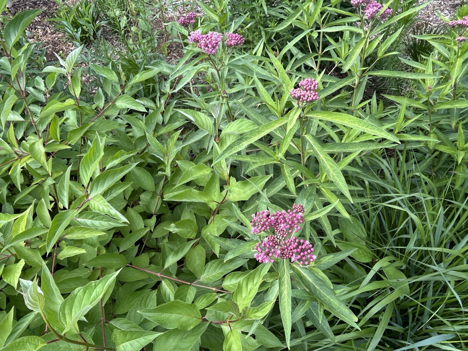 Close-up of the rain garden plantings at 18 months