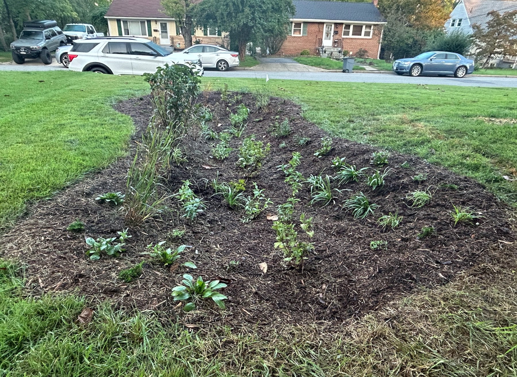 Just-planted view of the rain garden