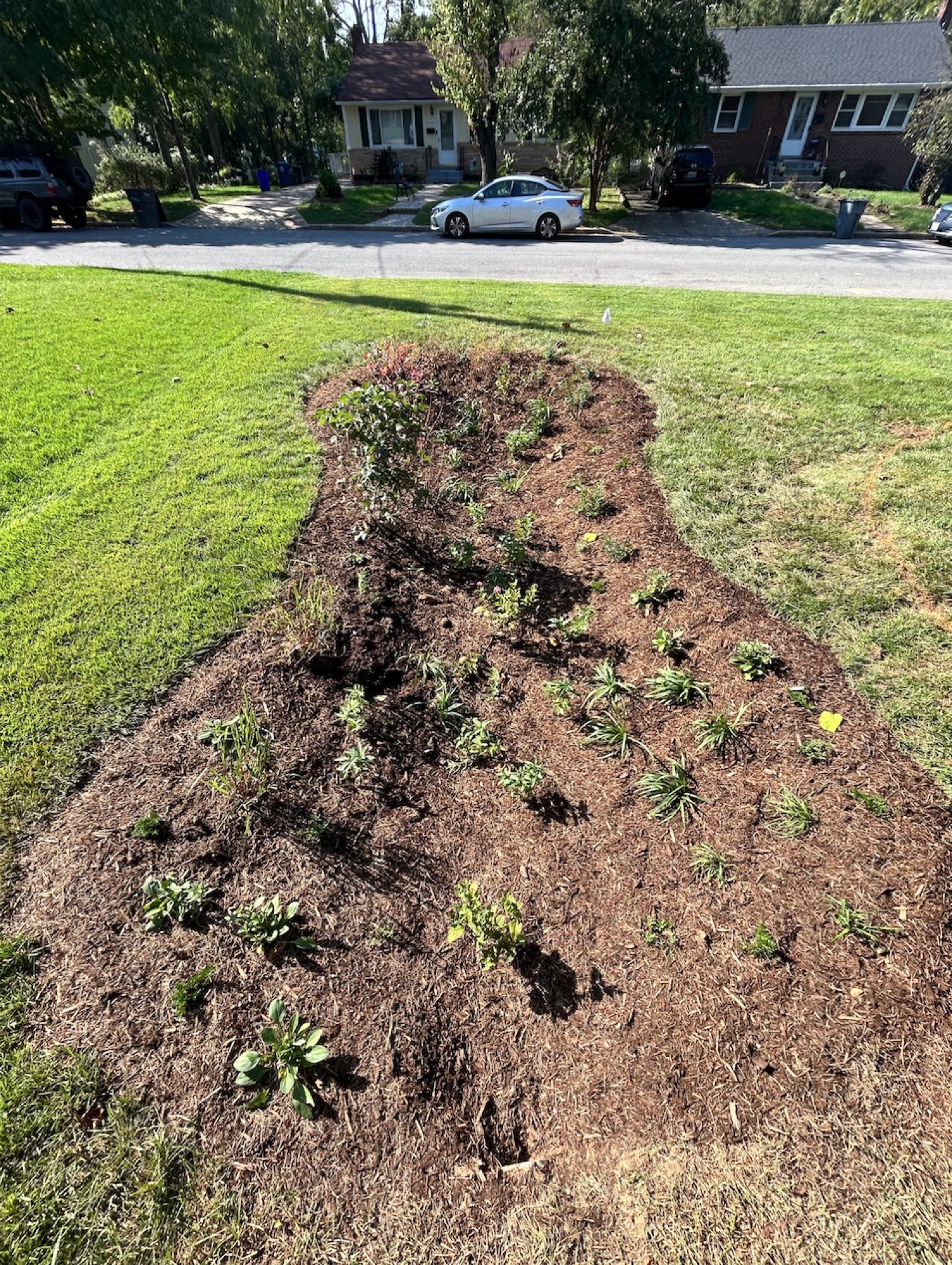 The rain garden the day after planting